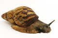 Archachatina adelinae Cameroon adult